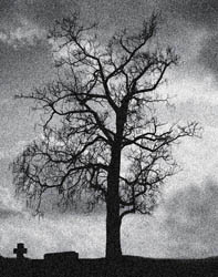 the tree on the grave