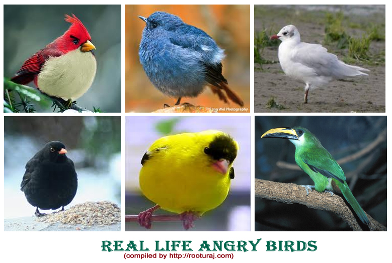   Birds Angry Bird Funny Angry Birds In Real Life Funny Angry Quotes