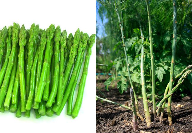 Asparagus کے اردو معنی