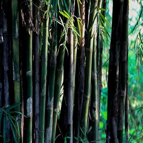 Bamboo tree कैसा दिखता है
