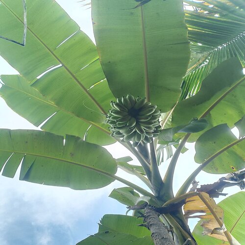 How does Banana Tree look like