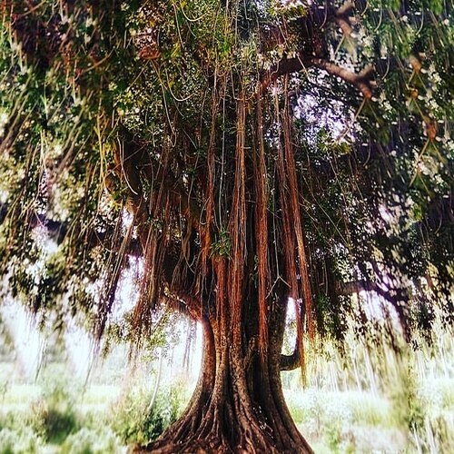 Banyan tree कैसा दिखता है