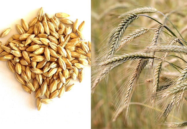 Barley کے اردو معنی