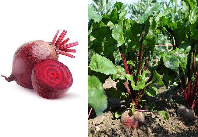 Meaning of Chukandar in English. How does Beetroot look like