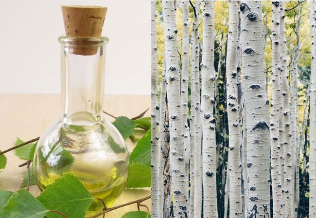 Birch essential oil कैसा दिखता है