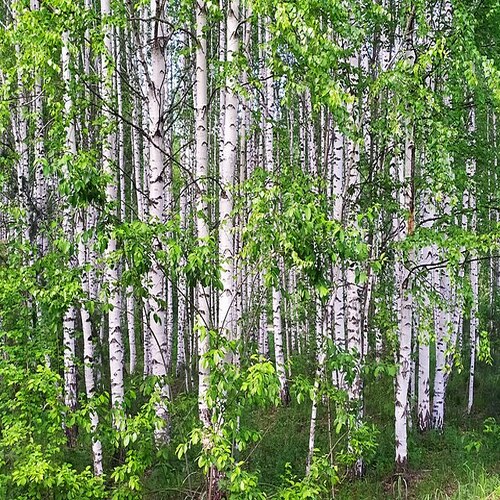 Birch tree कैसा दिखता है