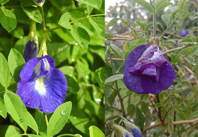 Blue pea कैसा दिखता है