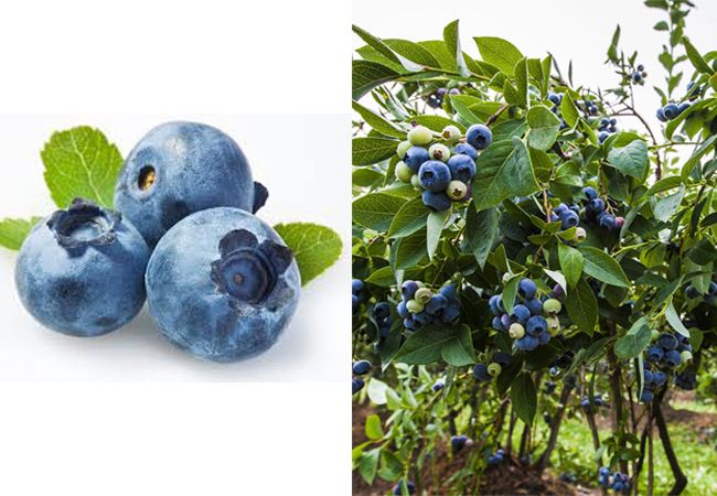 Blueberry کے اردو معنی