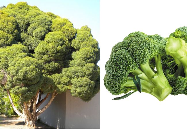 Broccoli कैसा दिखता है