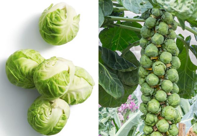 Brussel sprout کے اردو معنی