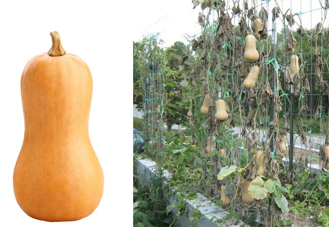 How does Butternut Squash look like