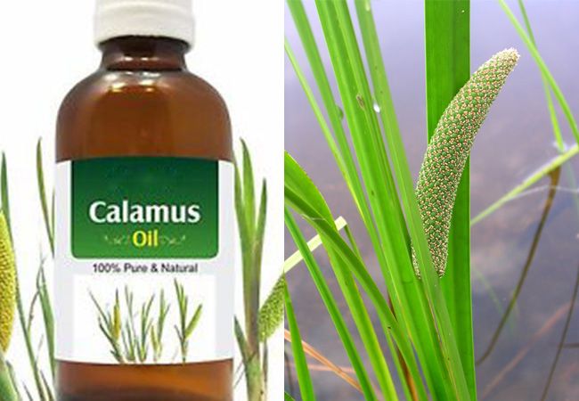 How does Calamus oil(sweet flag) look like