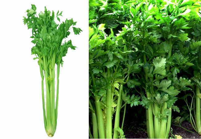 How does Celery look like