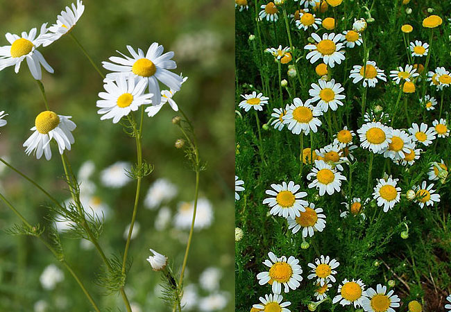 Chamomile کے اردو معنی