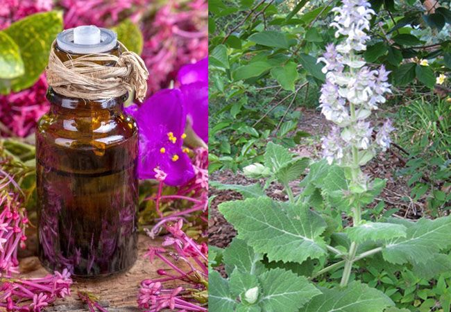 How does Clary Sage oil look like