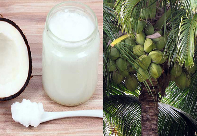 Coconut oil کے اردو معنی