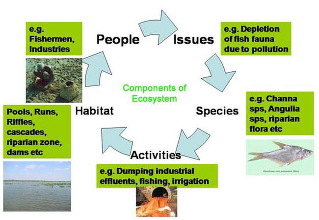 Ecosystem کے اردو معنی