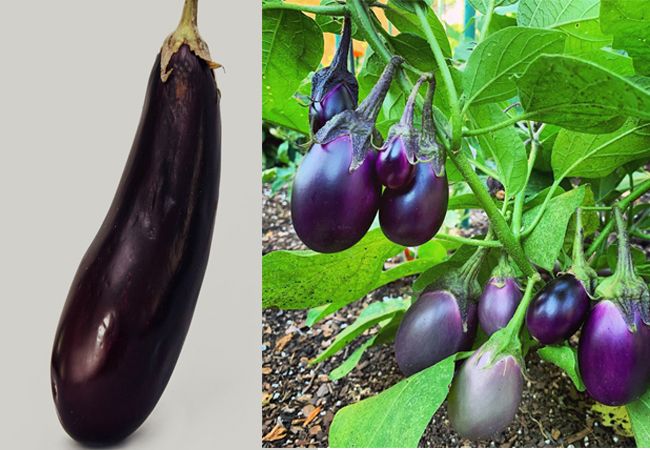 Eggplant कैसा दिखता है