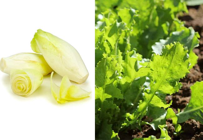 How does Endive look like
