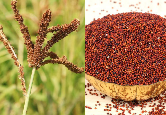 Finger millet کے اردو معنی