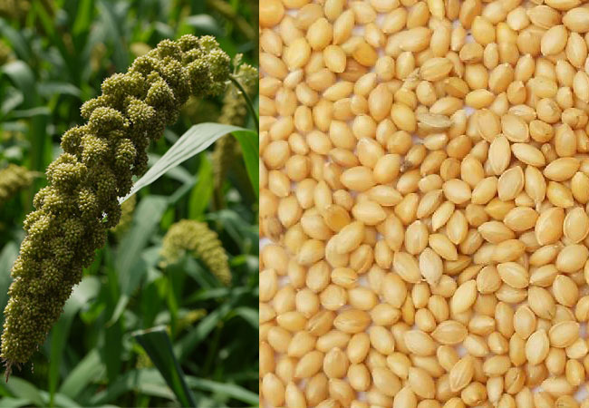 How does Foxtail Millet look like