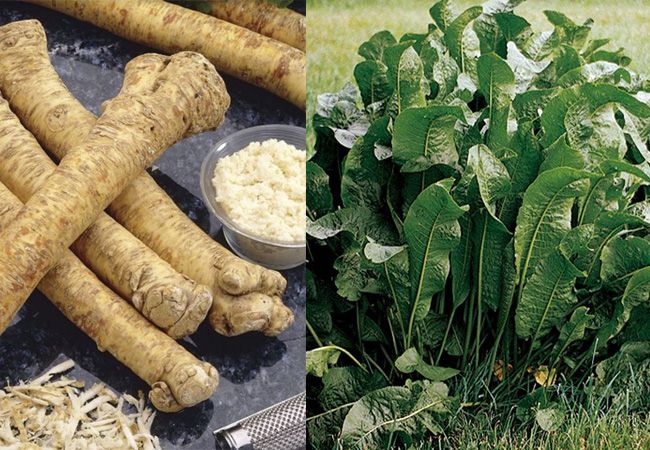 How does Horseradish look like