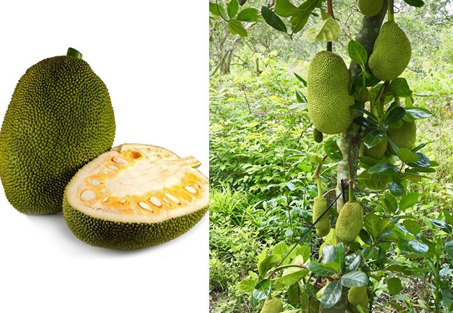 Jackfruit کے اردو معنی