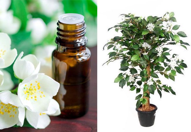How does Jasmine Essential Oil look like
