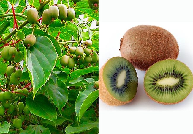 Kiwifruit कैसा दिखता है