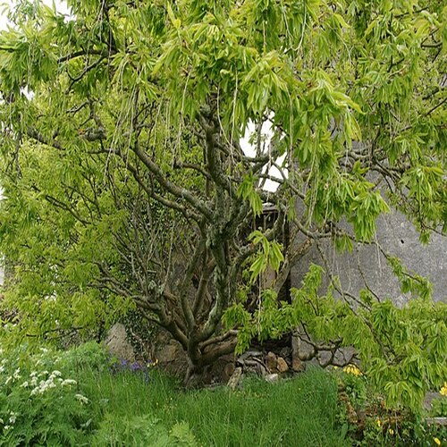 How does Laburnum Tree look like