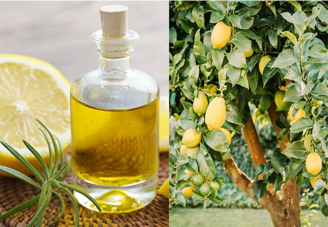 Lemon oil کے اردو معنی