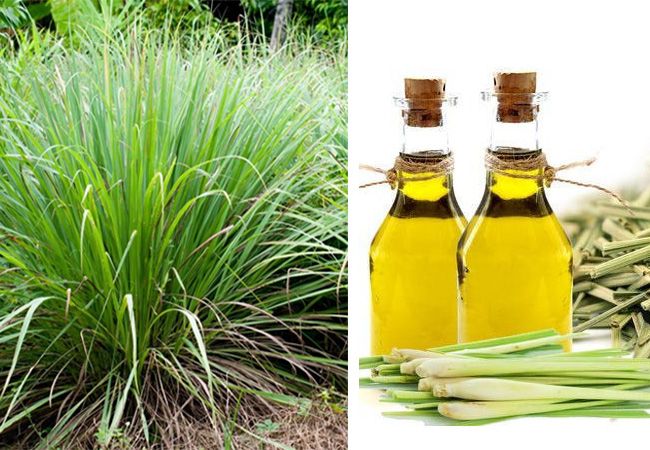 Lemongrass oil कैसा दिखता है