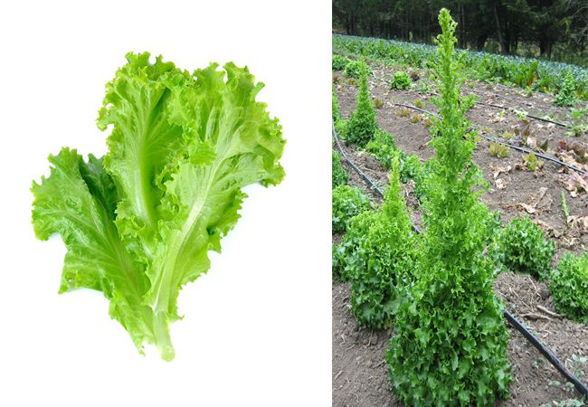 How does Lettuce look like