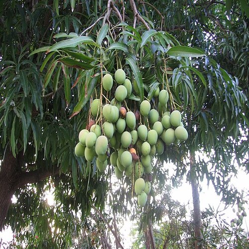 Mango tree कैसा दिखता है