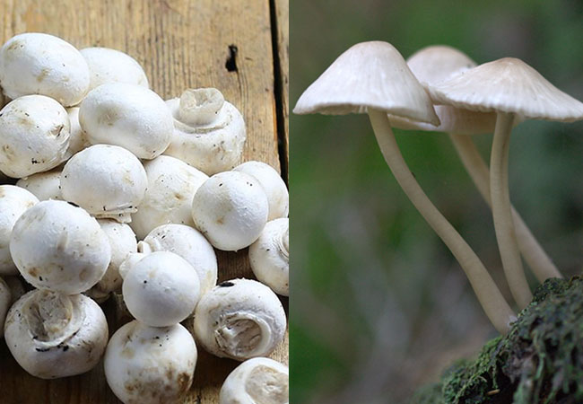 How does Mushroom look like