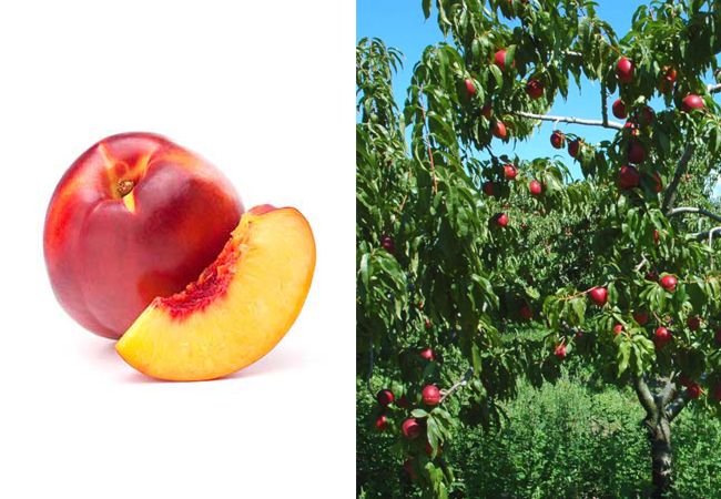 How does Nectarines look like