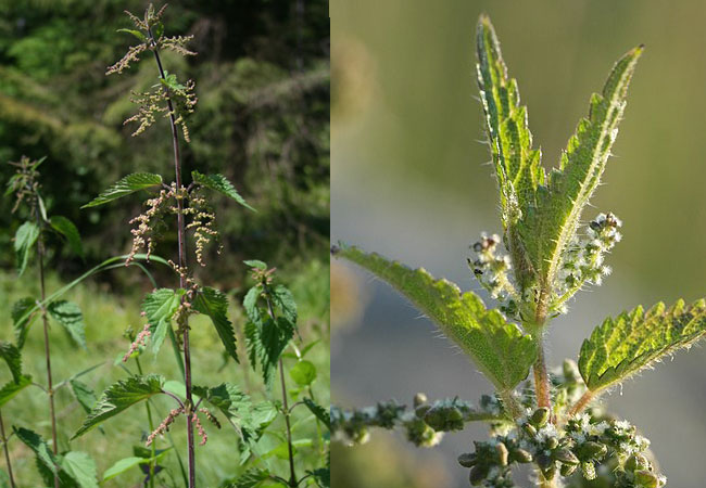 Nettle leaves کے اردو معنی