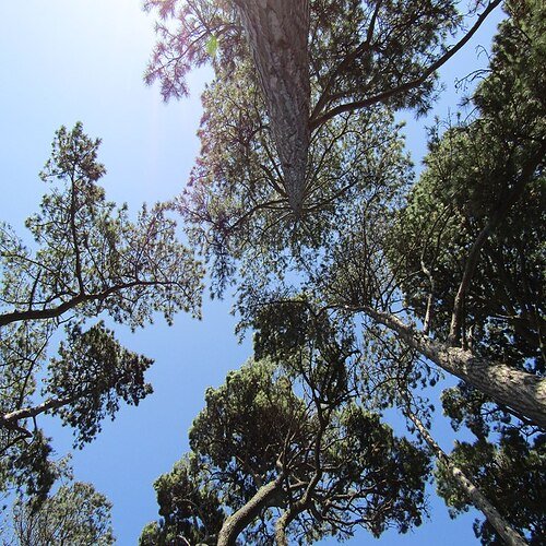 Pine tree کے اردو معنی