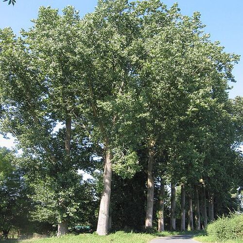 How does Poplar Tree look like