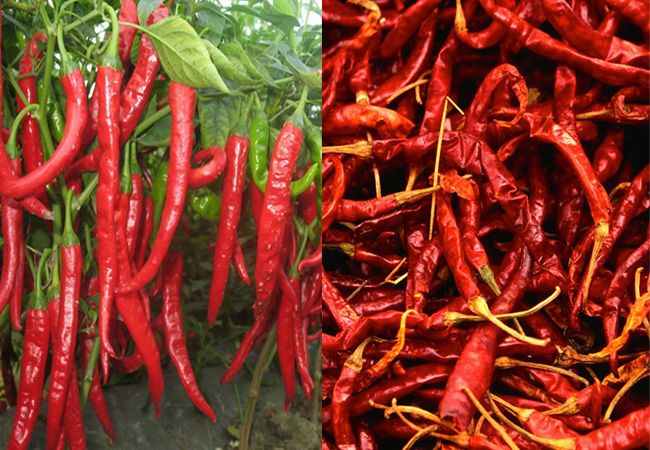 How does Red Chilli look like