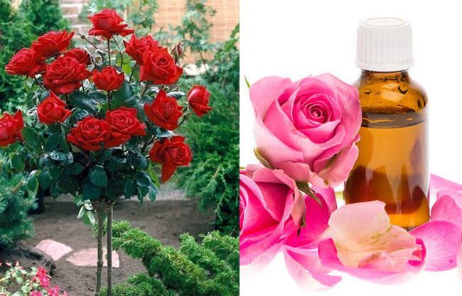 Rose oil کے اردو معنی