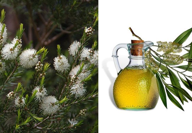 Tea tree oil कैसा दिखता है