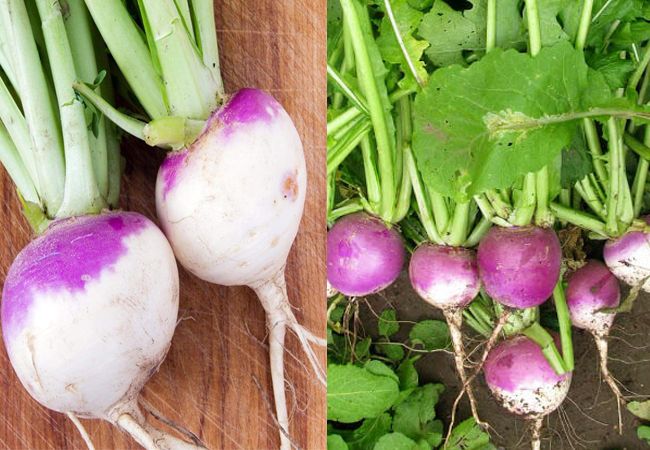 Turnip कैसा दिखता है