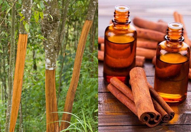 Cinnamon oil کے اردو معنی