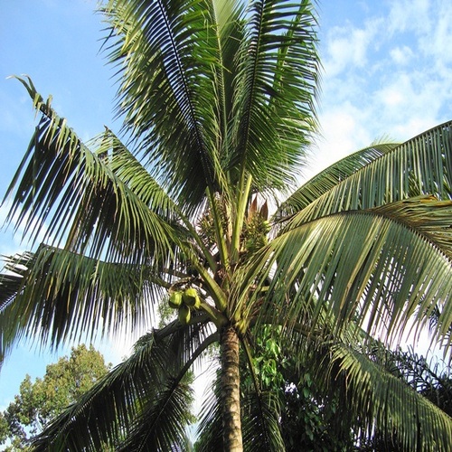 Coconut tree कैसा दिखता है