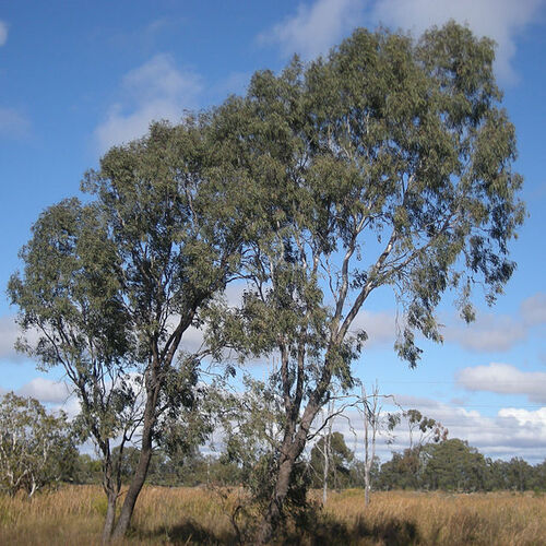 Eucalyptus tree कैसा दिखता है