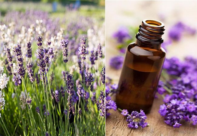 Lavender oil کے اردو معنی