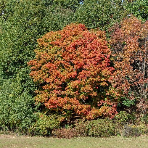 Maple tree कैसा दिखता है