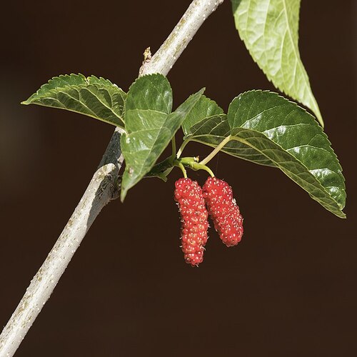 How does Mulberry Tree look like