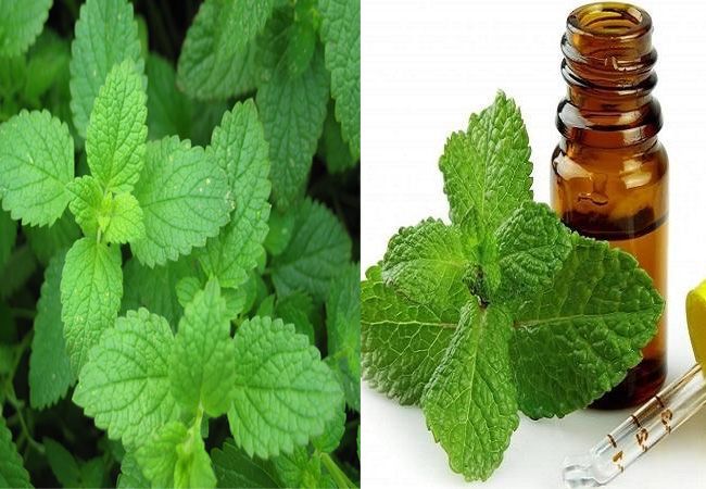 How does Peppermint Oil look like
